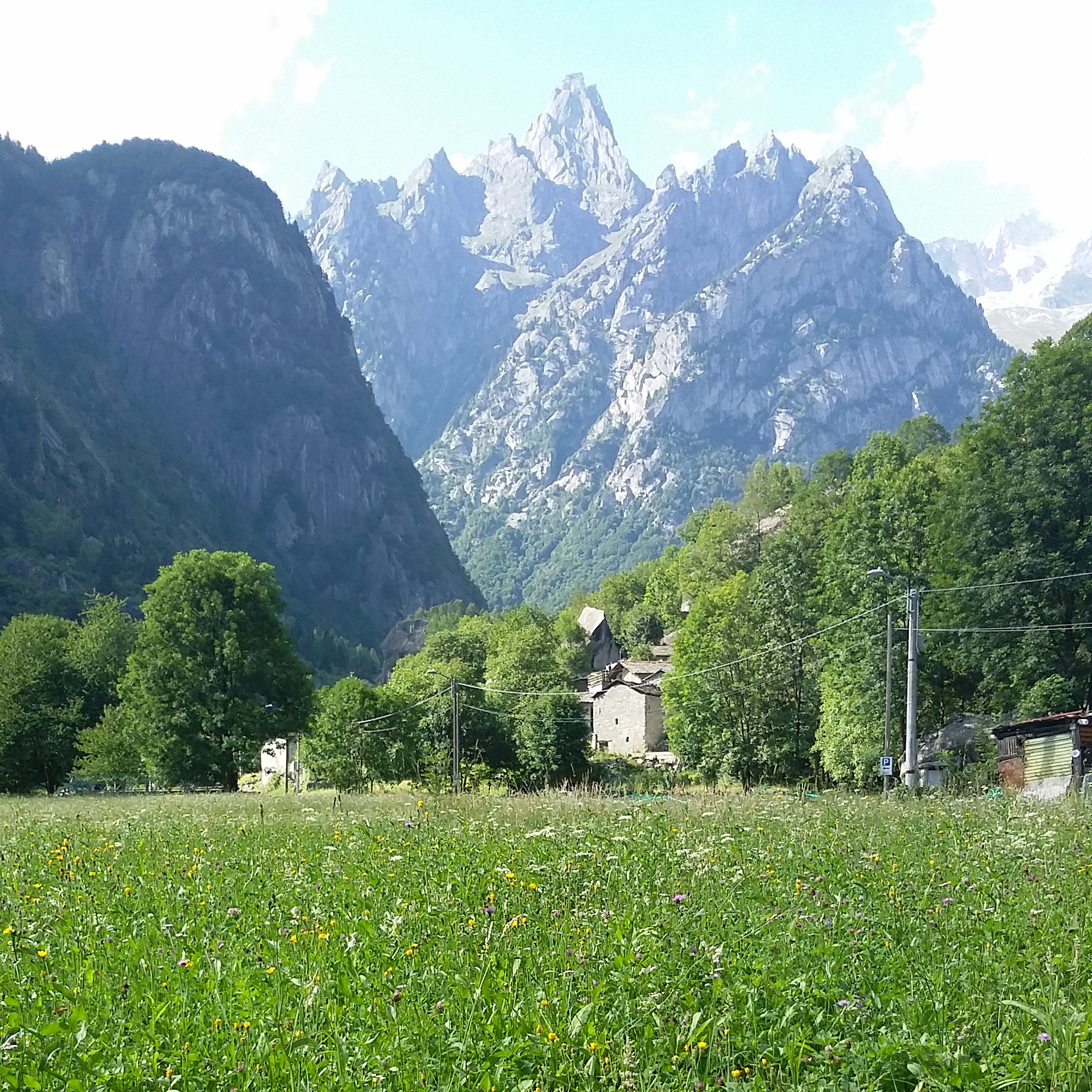 alpine meadow