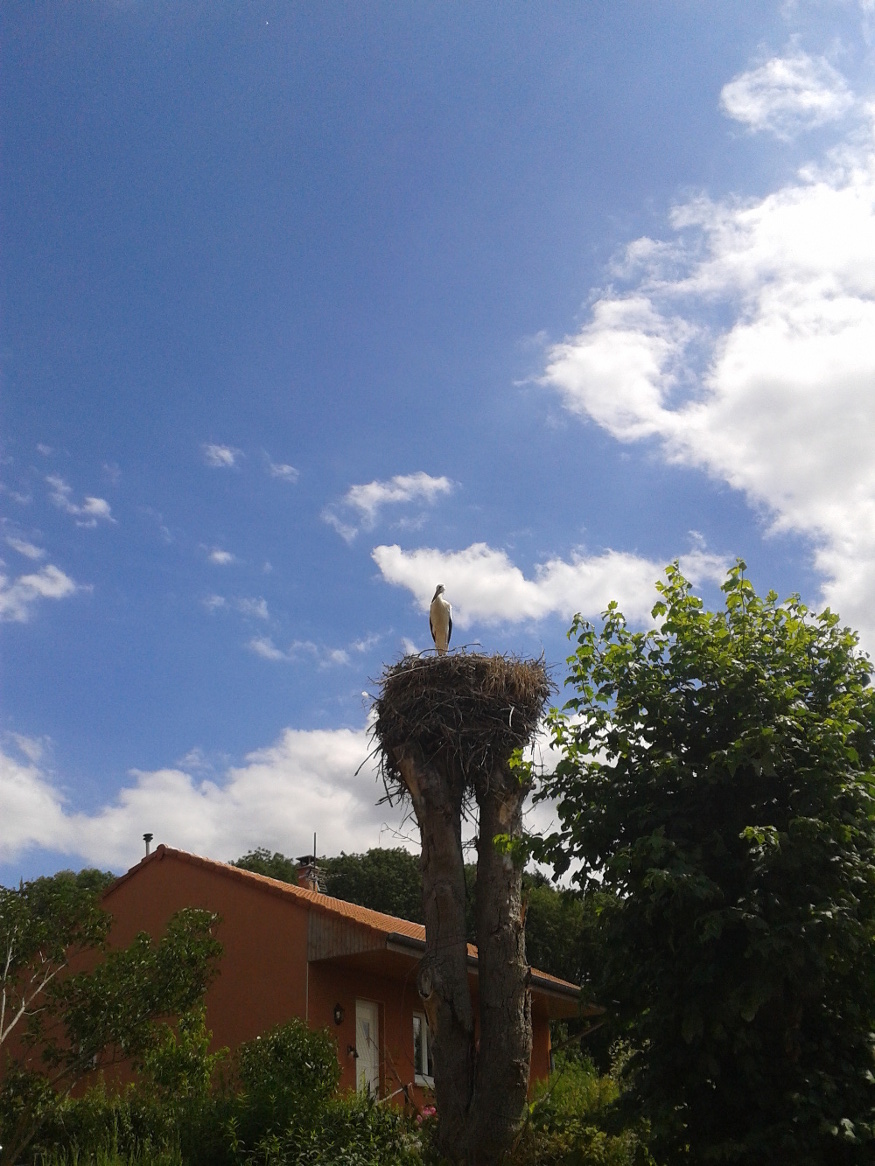 stork