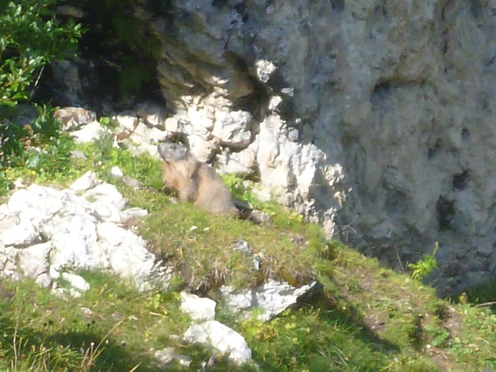 marmot2