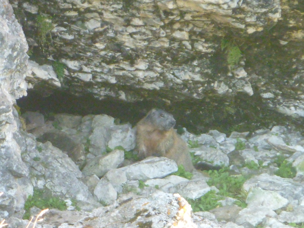 marmot3